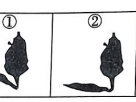 初中九年级数学易错母题:平行投影的特征例题解析